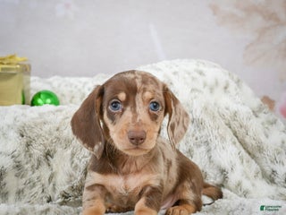 Miniature Dachshund dogs Max - Ad 17