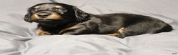 Miniature Dachshund dogs for sale: LMA's ChampionDoxie Sting's Roxanne - Ad 1