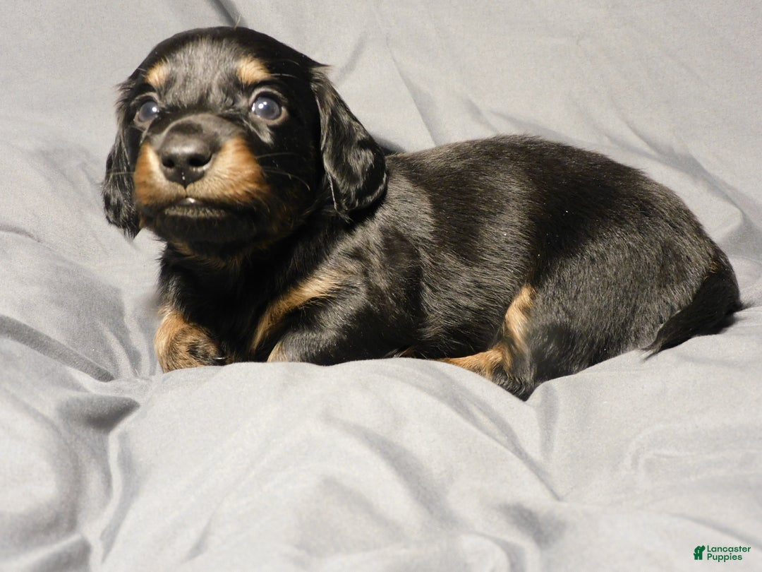 Miniature Dachshund dogs for sale: LMA's ChampionDoxie Sting's Roxanne - Ad 1