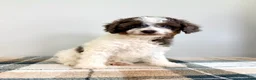 Bernedoodle dogs for sale: Margo - Ad 3