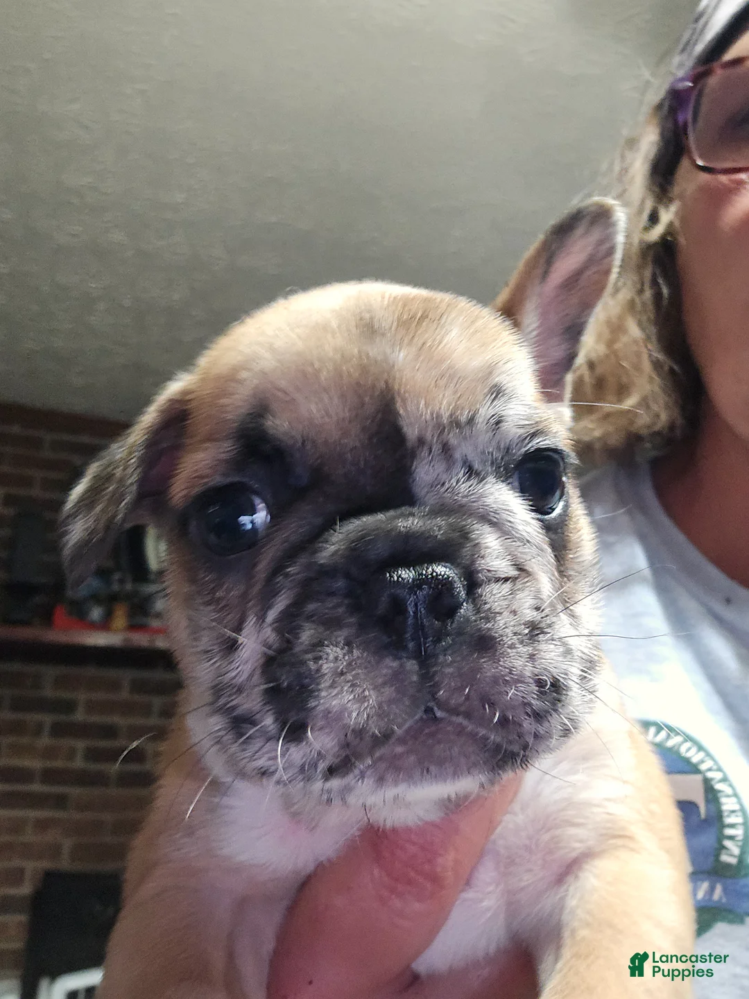 French Bulldog dogs for sale: French Bulldog Puppy 3 - Ad 6