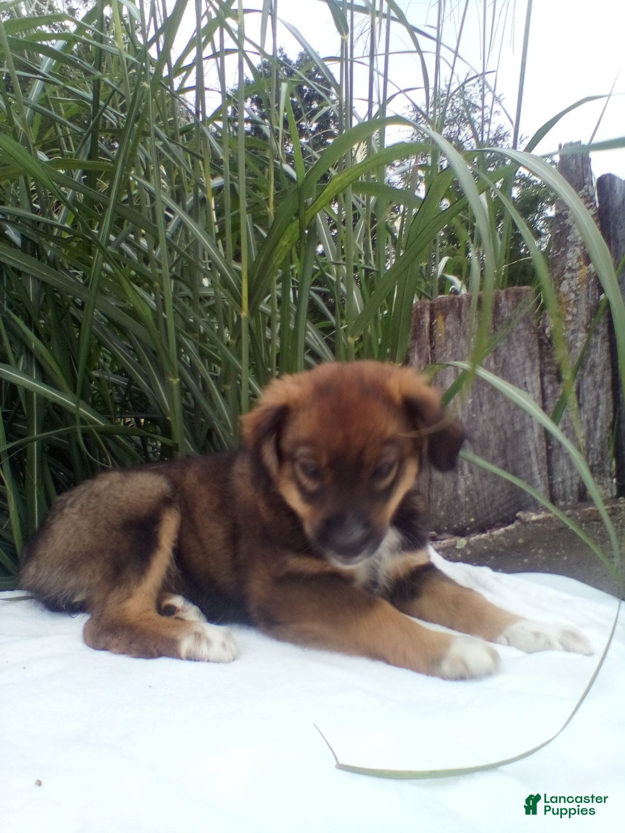 Miniature Australian Shepherd dogs Lila - Ad 2