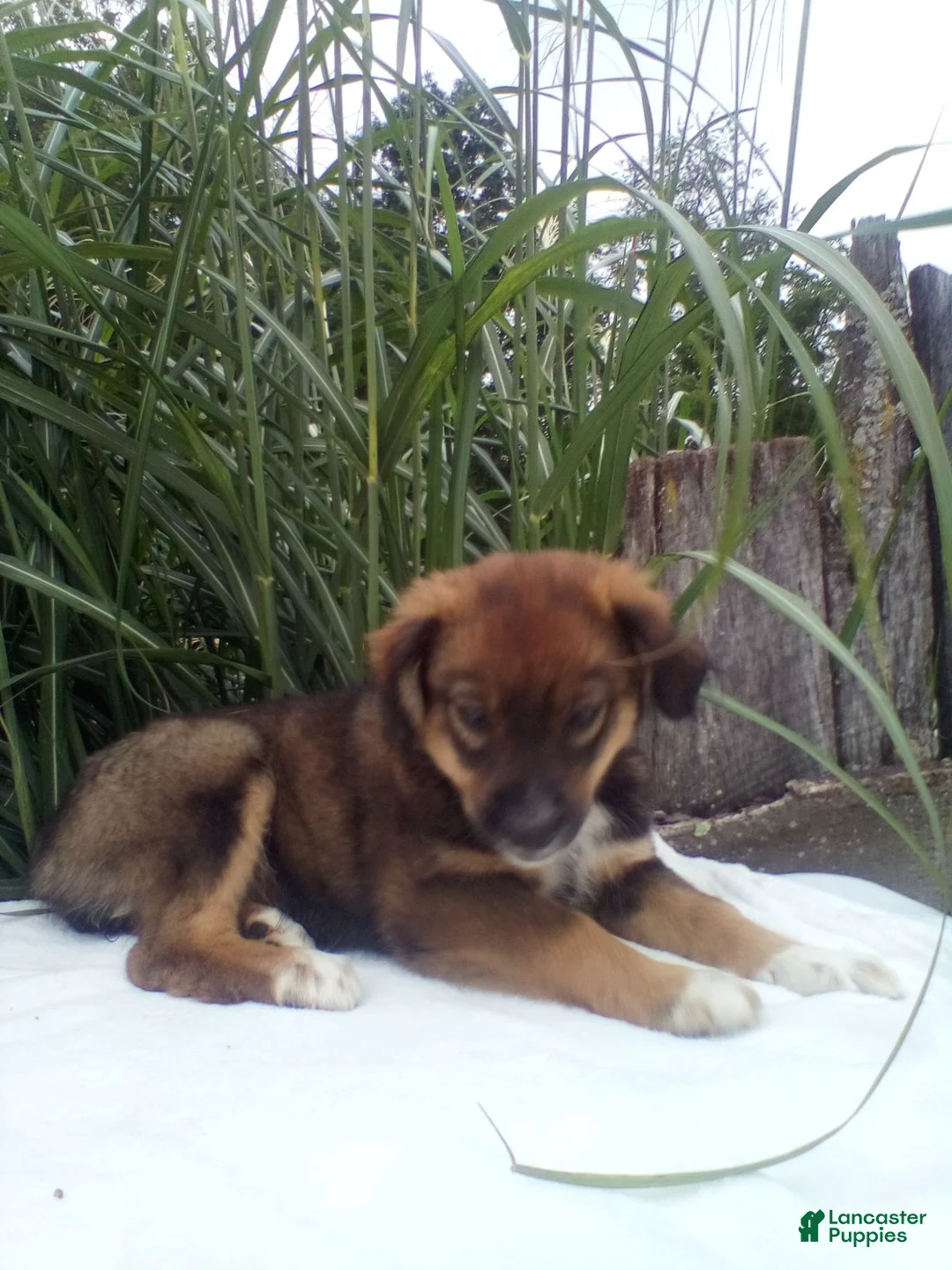 Miniature Australian Shepherd dogs for sale: Lila - Ad 2