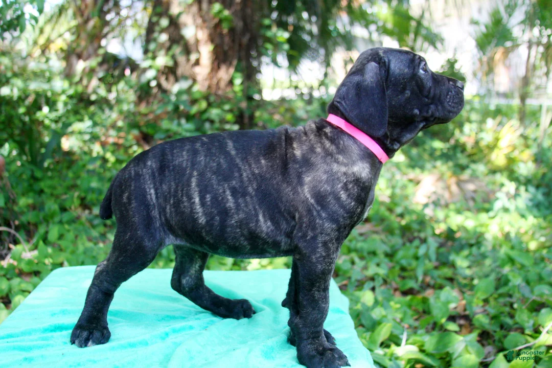 Cane Corso dogs for sale: Layla - Ad 2