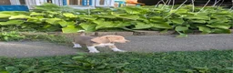 Beagle dogs for sale: Mr Raptor Blue - Ad 26