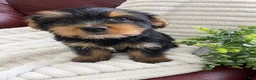 Yorkshire Terrier dogs for sale: Haus - Ad 1