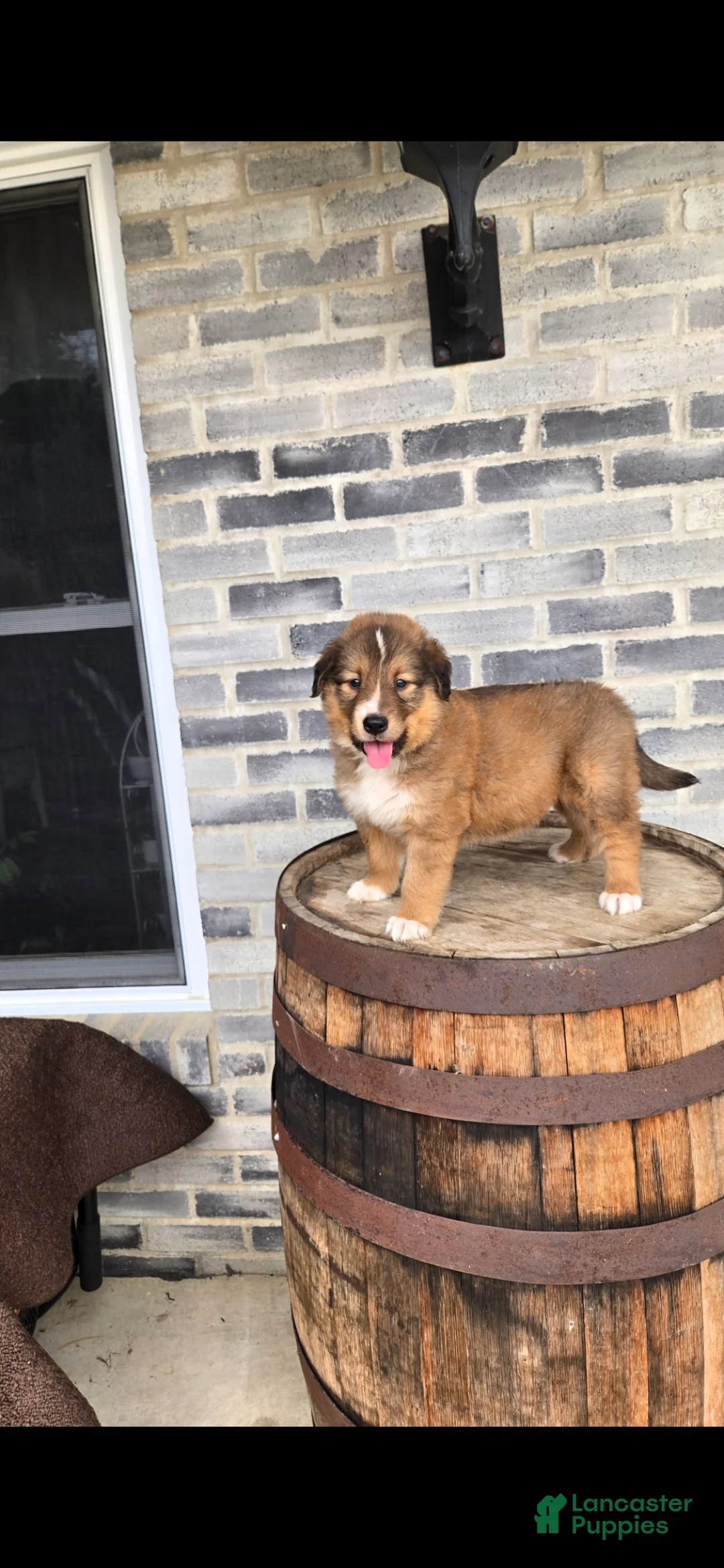 Collie dogs for sale: Collie Puppy 1 - Ad 2