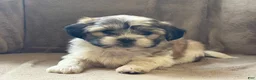 Shih Tzu dogs for sale: Commer - Ad 4