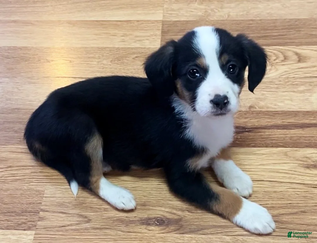 Mixed Breed dogs for sale: Sassy - Ad 2