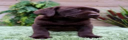 Labrador Retriever dogs for sale: Tootsie - Ad 6