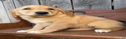 Golden Retriever dogs for sale: Bo  - Ad 4
