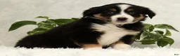 Miniature Australian Shepherd dogs for sale: Sage - Ad 9