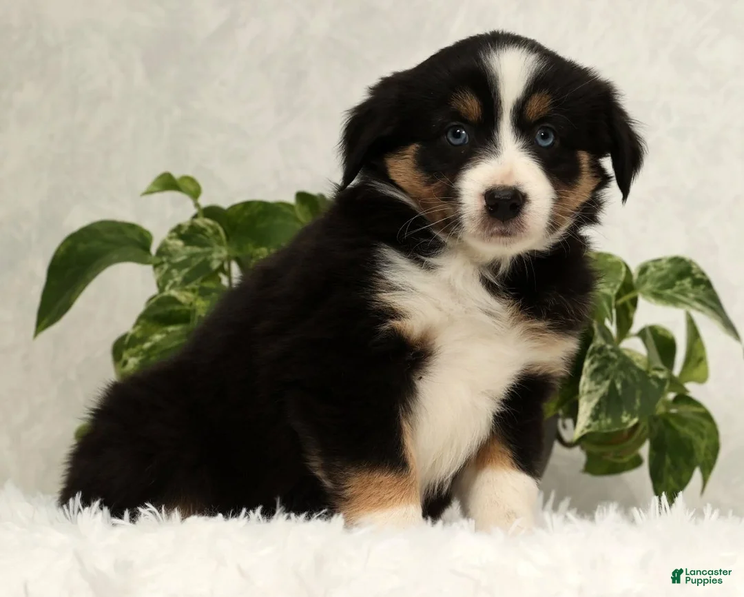 Miniature Australian Shepherd dogs for sale: Sage - Ad 9