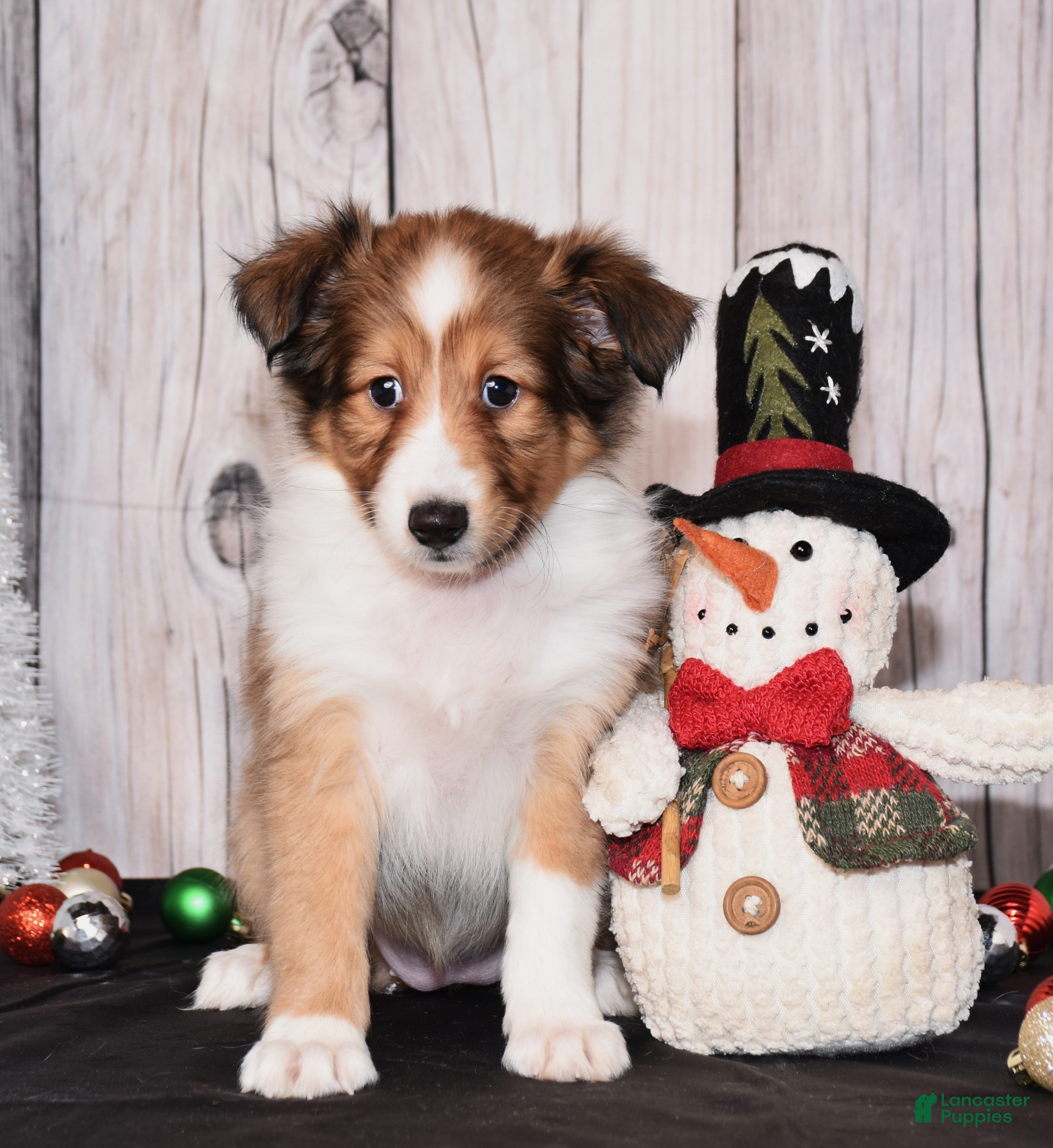 Shetland Sheepdog dogs Halo - Ad 2