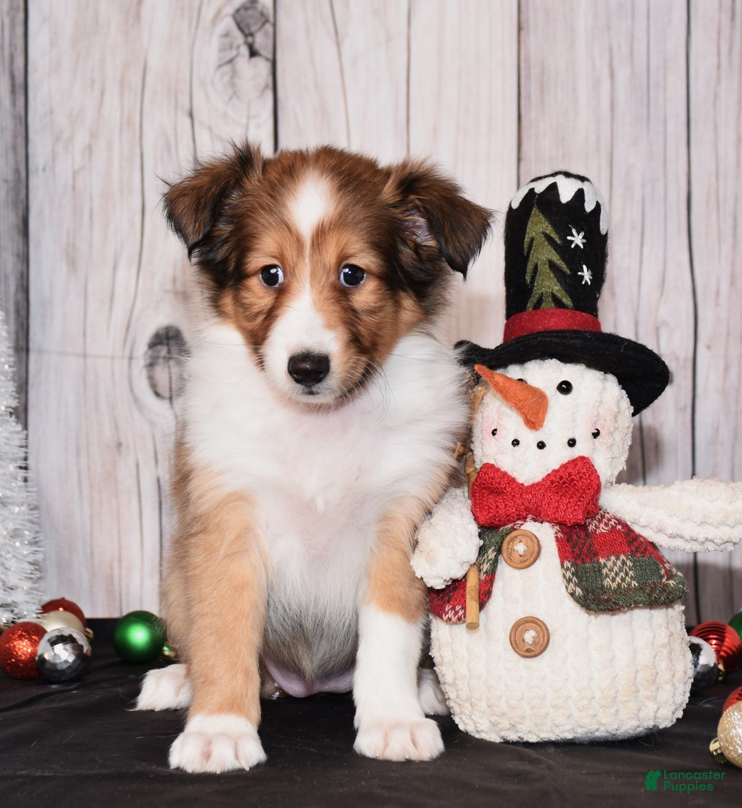 Shetland Sheepdog dogs for sale: Halo - Ad 2