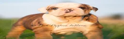 English Bulldog dogs for sale: Athena AKC - Ad 5
