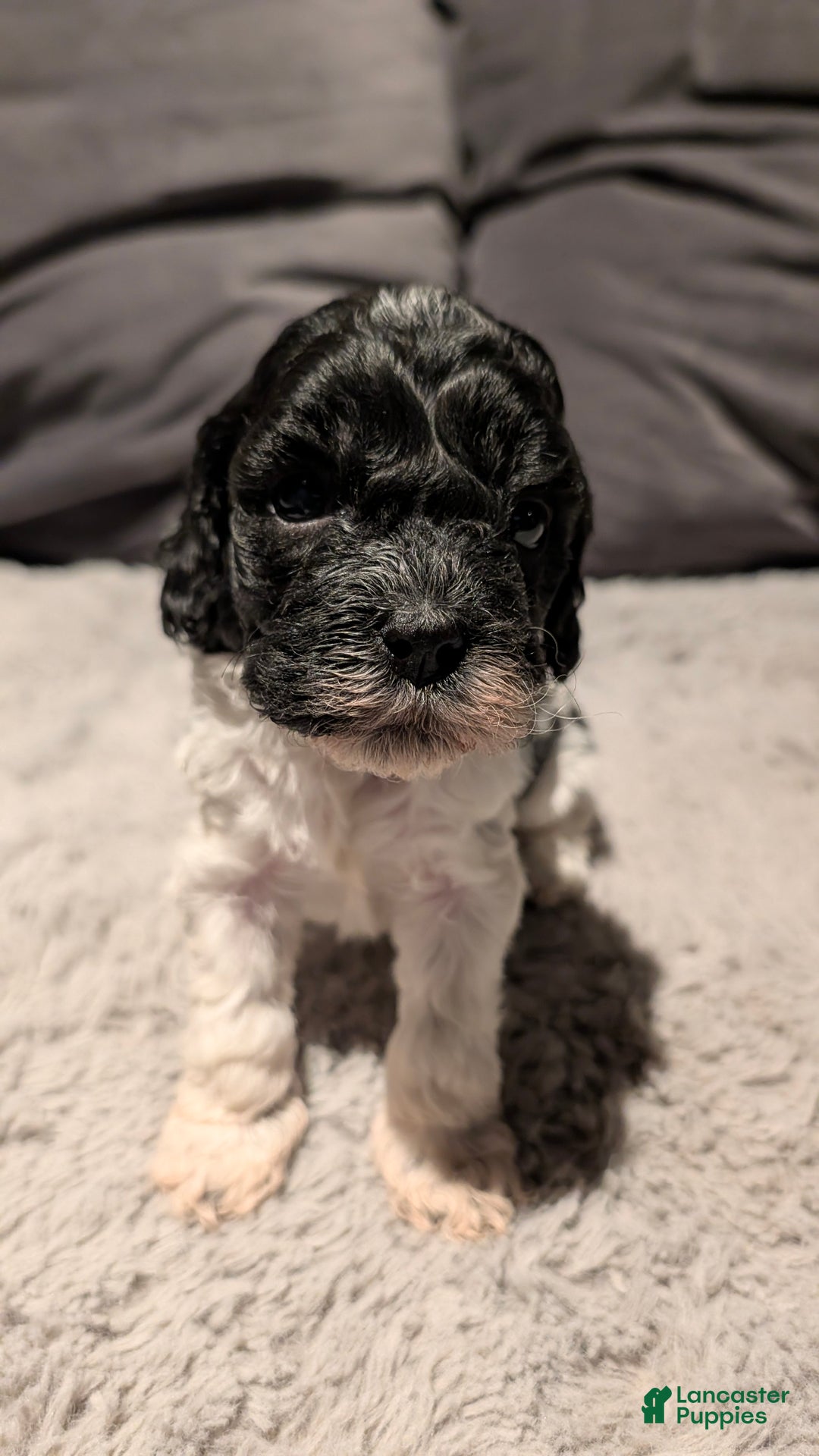 Cockapoo dogs for sale: Raven (F2b) - Ad 3
