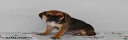 Puggle dogs for sale: Cassie   - Ad 2