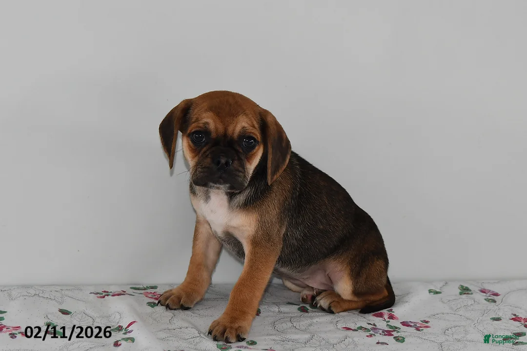 Puggle dogs for sale: Cassie   - Ad 2