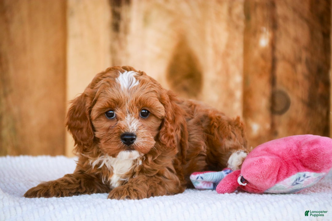 Cavapoo dogs for sale: Kit - Ad 3