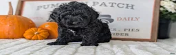 Miniature Poodle dogs for sale: Hazel - Ad 6