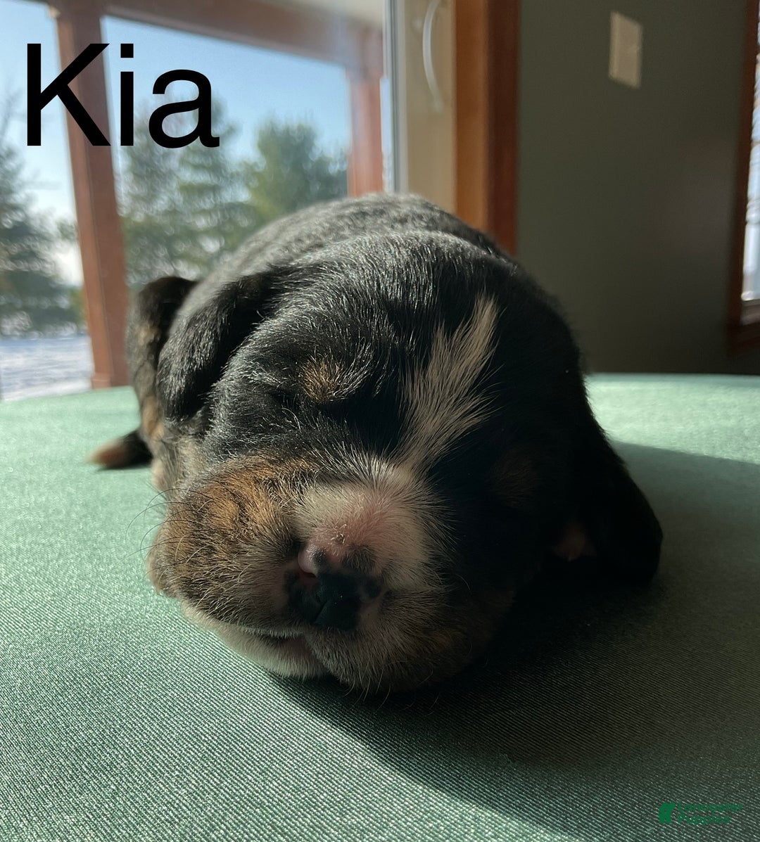 Mixed Breed dogs for sale: Kia - Ad 1