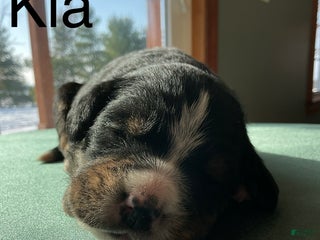 Mixed Breed dogs Kia - Ad 3