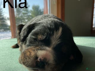 Mixed Breed dogs Kia - Ad 38