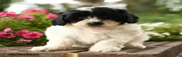 Shihpoo dogs for sale: Jessie - Ad 1