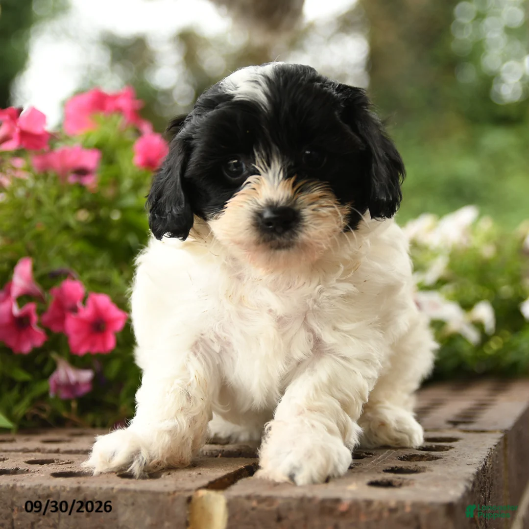 Shihpoo dogs for sale: Jessie - Ad 1