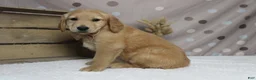 Golden Retriever dogs for sale: Brioche  - Ad 4