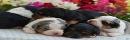 Aussiedoodle dogs for sale: Cupcake  - Ad 18