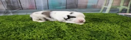 Miniature Australian Shepherd dogs for sale: Harriett - Ad 7