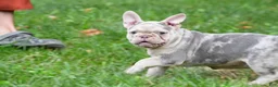 French Bulldog dogs for sale: Rosie - Ad 8