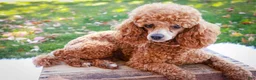 Miniature Poodle dogs for sale: Fredrick - Ad 7