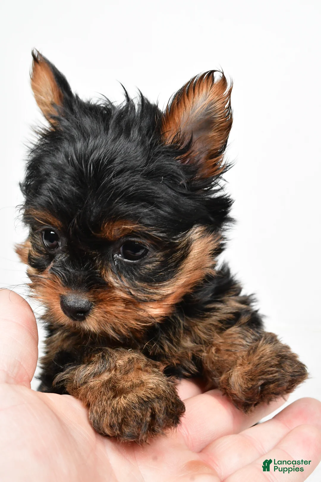 Yorkshire Terrier dogs for sale: Heidi - Ad 9