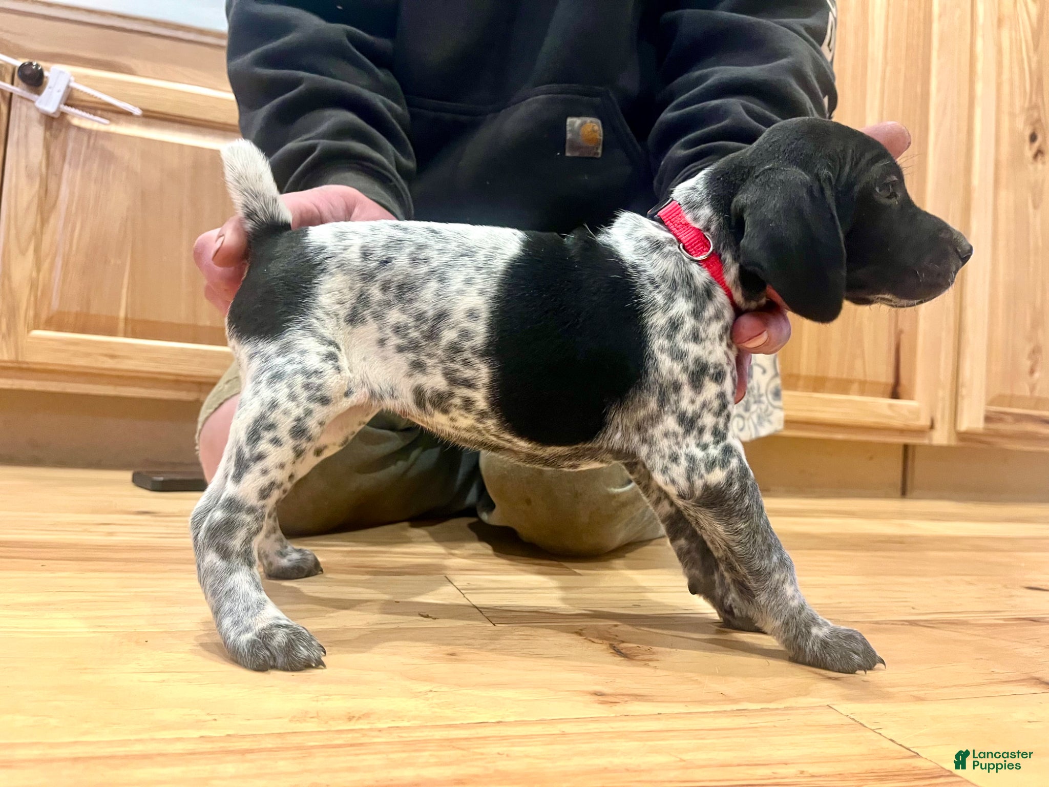German Shorthaired Pointer dogs Mabel - Ad 11