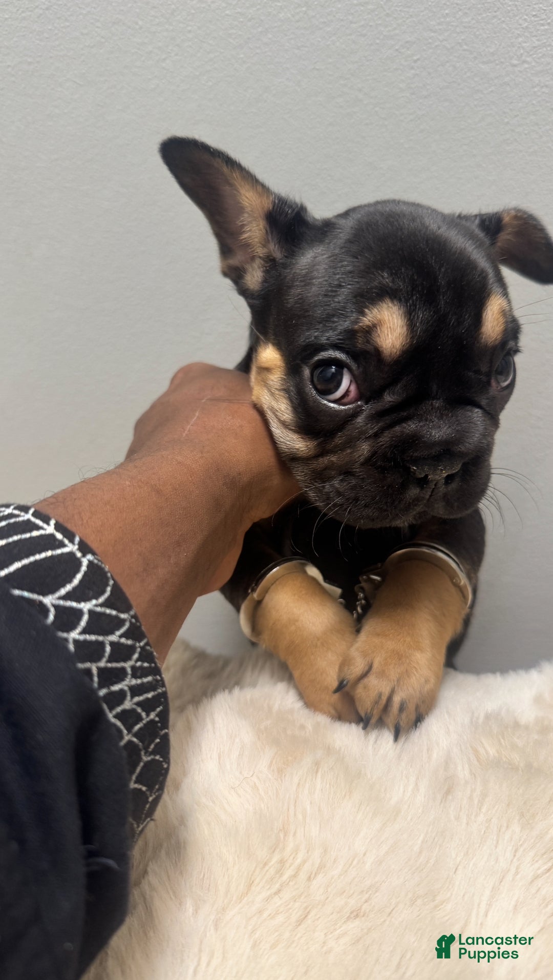 French Bulldog dogs for sale: Bryce - Ad 1