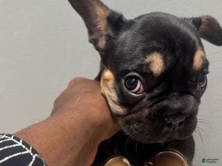 French Bulldog dogs Bryce - Ad 21