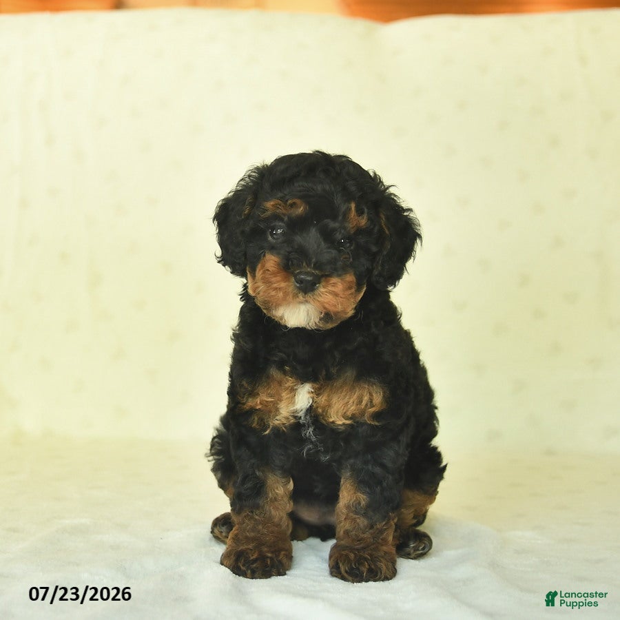 Miniature Poodle dogs Qinnlie  - Ad 1