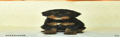 Qinnlie 