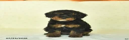 Miniature Poodle dogs for sale: Qinnlie  - Ad 1