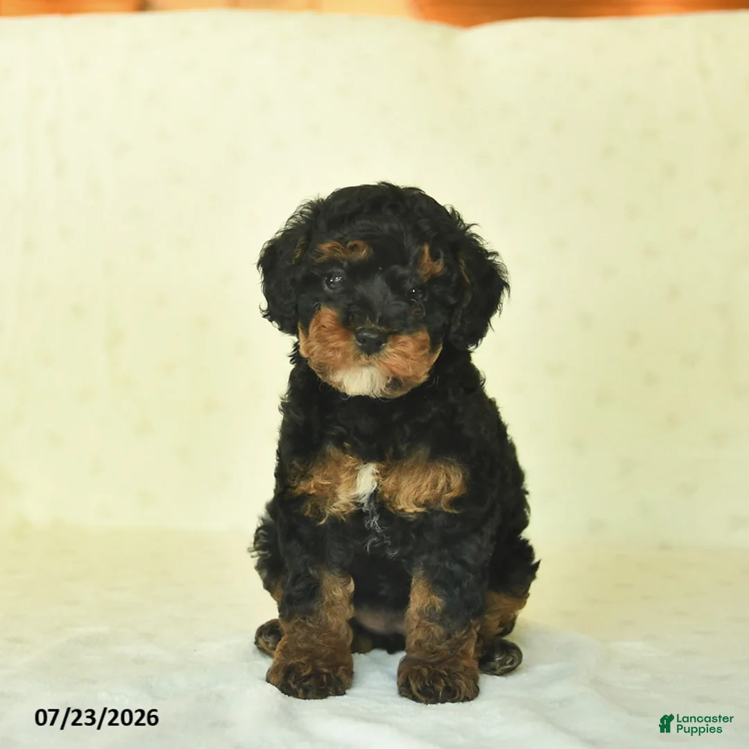 Miniature Poodle dogs for sale: Qinnlie  - Ad 1