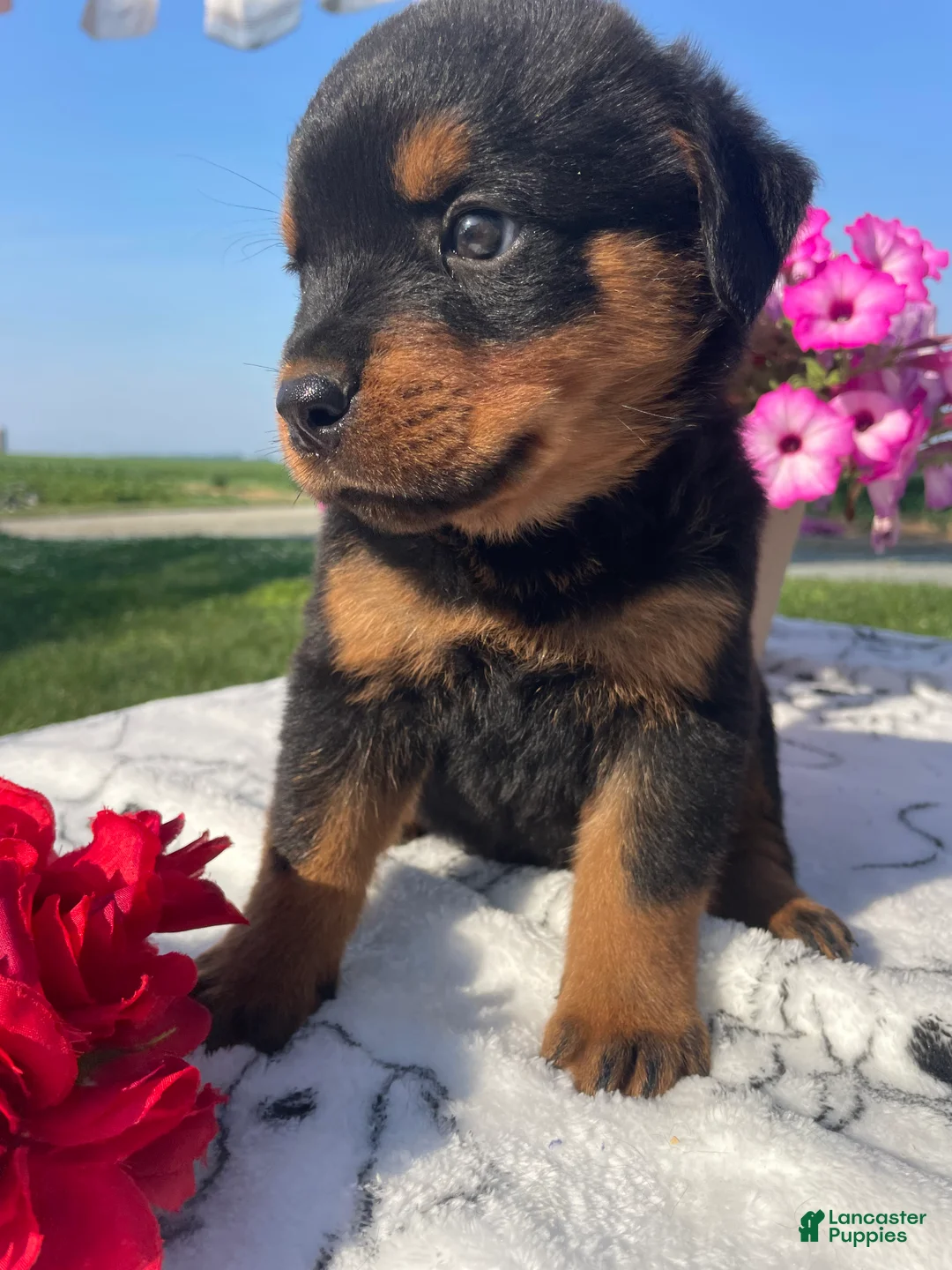 Rottweiler dogs for sale: Flint - Ad 2