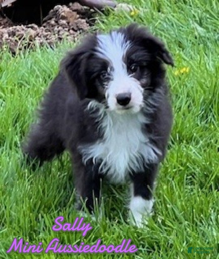 Mini Aussiedoodle dogs Sally - Ad 1