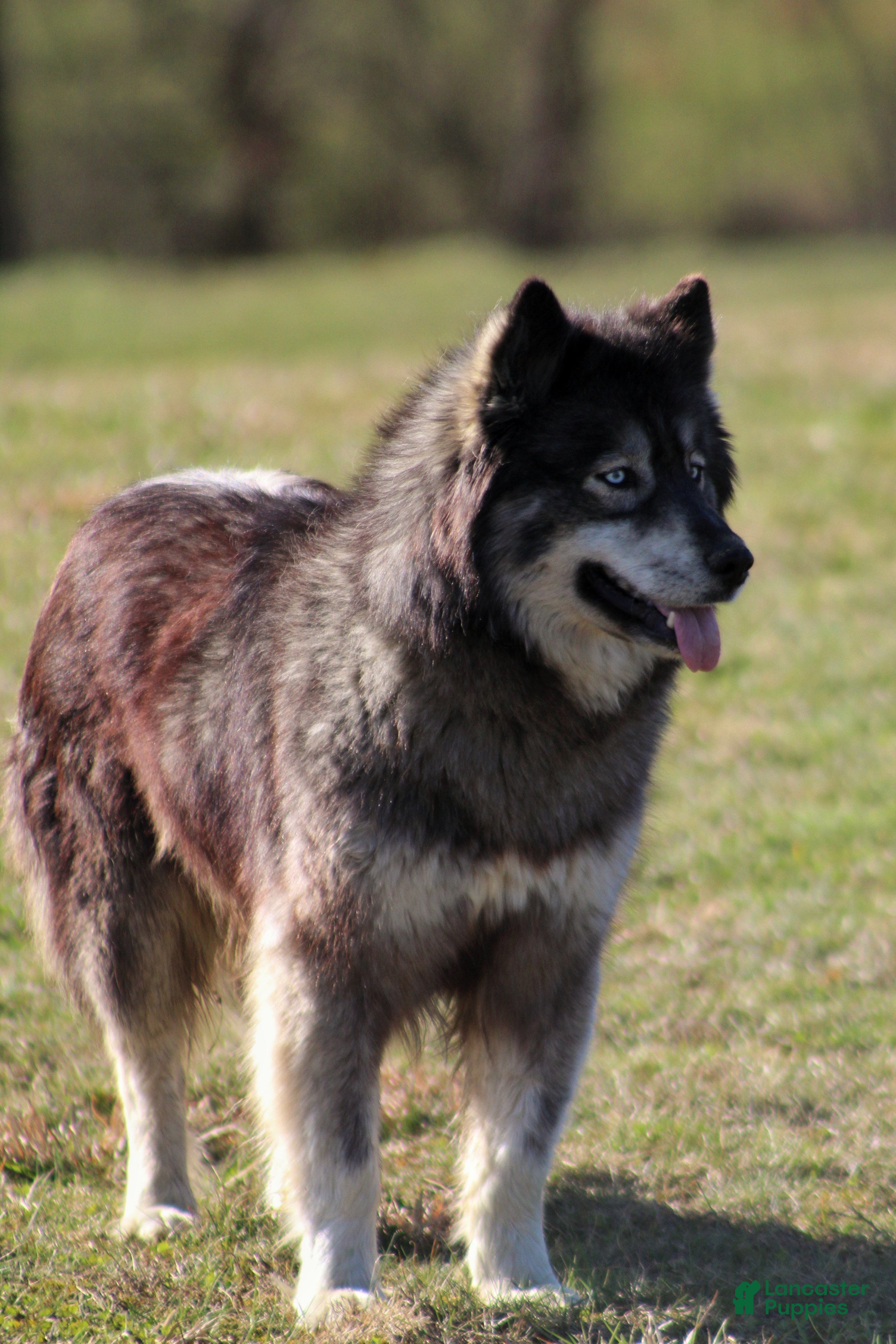Siberian Husky dogs Salem "Wolf" Markings  - Ad 2