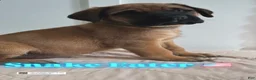 English Mastiff dogs for sale: Snake Eater  - Ad 2