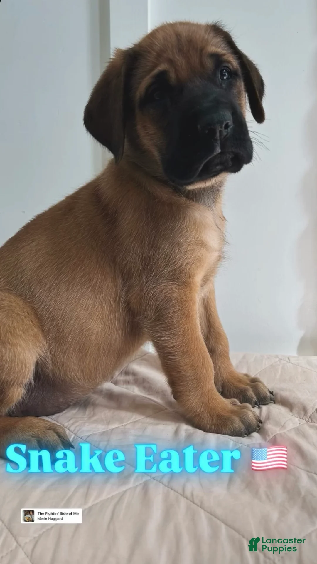 English Mastiff dogs for sale: Snake Eater  - Ad 2