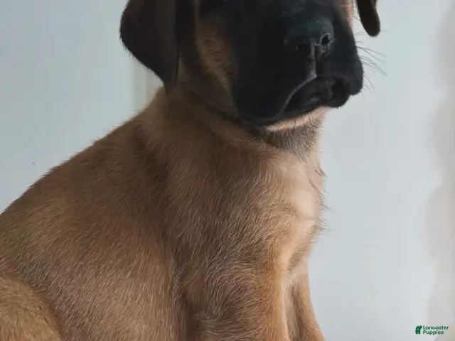 English Mastiff dogs for sale: Snake Eater - Ad 2