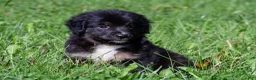 Miniature Australian Shepherd dogs for sale: Ian - Ad 3